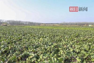 武汉青山蔬菜产业协会成立，加速本地菜“出圈”